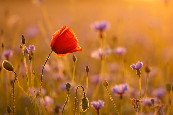 Angela_Böhm_mohn_kornblume_abendlicht (700x466, 149Kb)