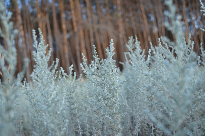 3454309_DSC_0159 (700x463, 242Kb)