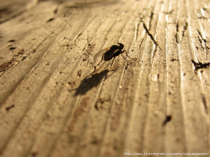 IMG_0375 (700x525, 285Kb)