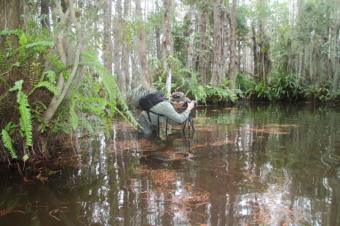 Working inside a Cypress Dome, (700x466, 333Kb)