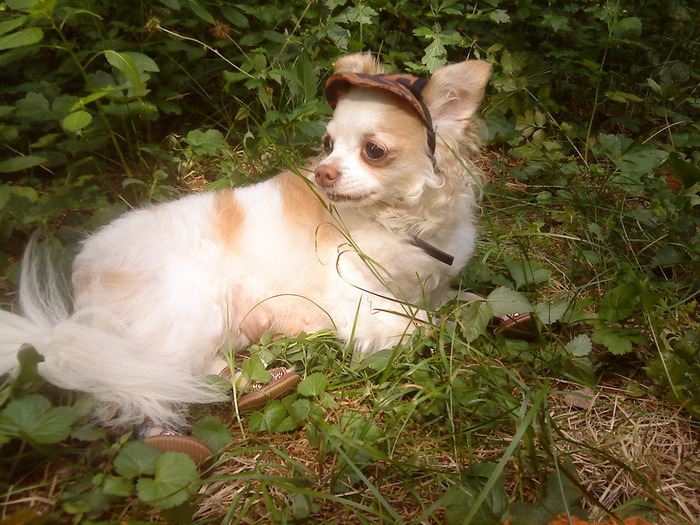 DSC01011 (700x525, 163Kb)