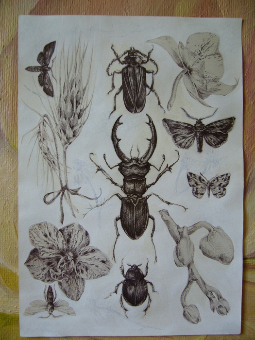 bug_3 (525x700, 133Kb)
