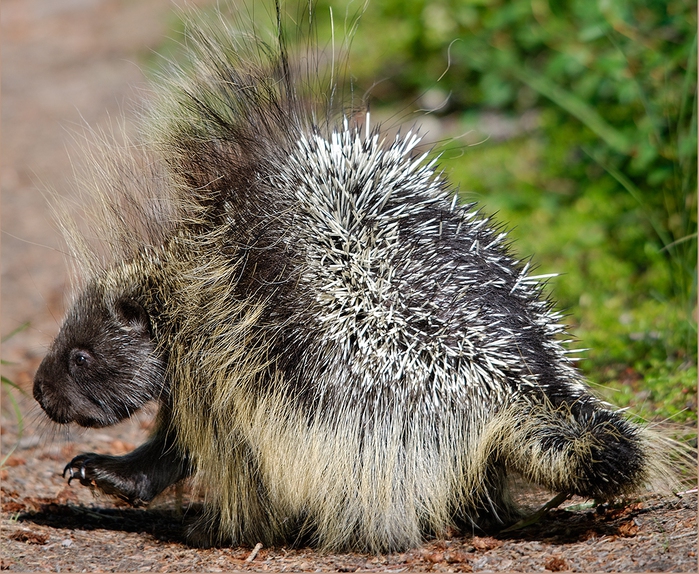 Porcupine Legs