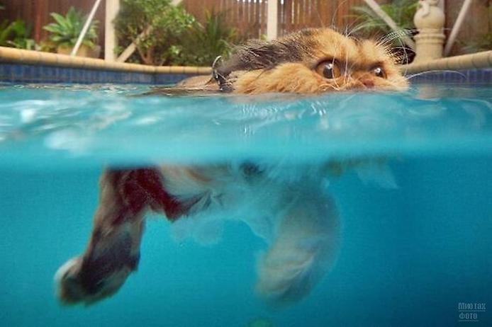 1277821483_swimming_cats_06-0 (694x462, 36Kb)