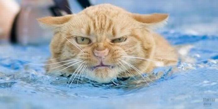 1277821506_swimming_cats_28 (694x347, 28Kb)