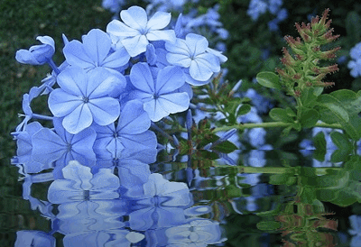 10 (400x274, 948Kb)