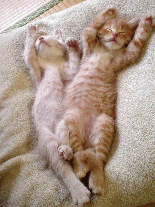 stretching_kittens (525x700, 141Kb)
