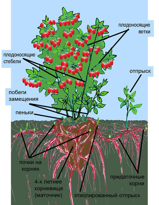 raspberry_ctroenie_3 (542x700, 172Kb)