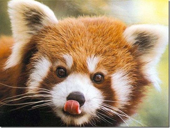 redpanda_3-0 (543x408, 89Kb)