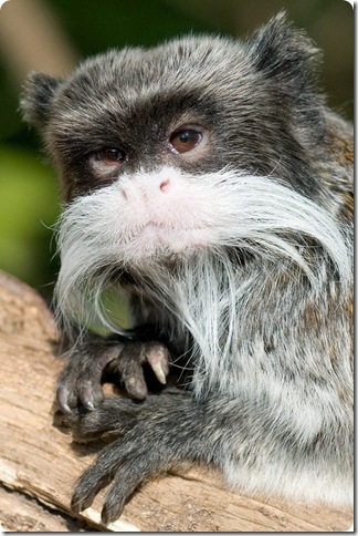 emperortamarin13_3 (324x484, 71Kb)