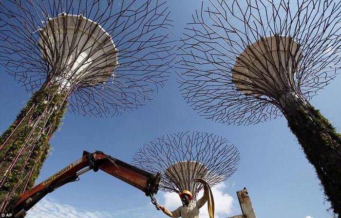 Supertrees_4 (700x448, 92Kb)