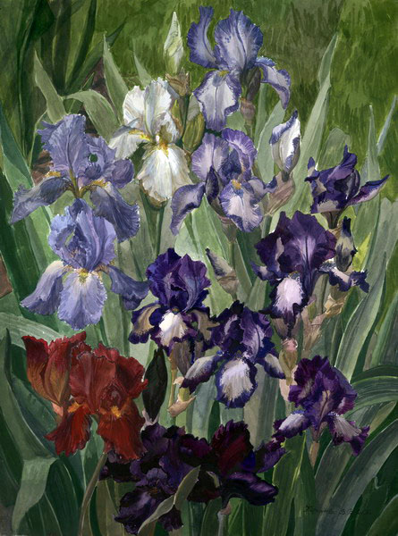 irisy3 (445x600, 127Kb)