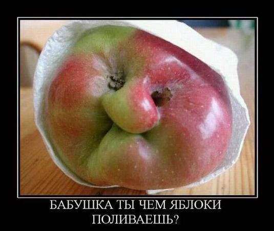 1309807379_s3img_161461572_18381_1 (535x452, 28Kb)