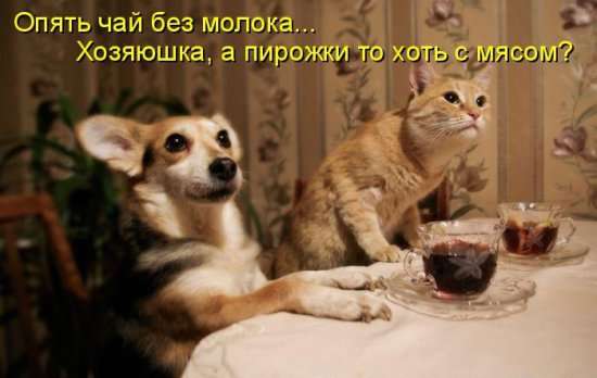 1311327251_1311288798_kotopomatricy-26 (550x348, 21Kb)