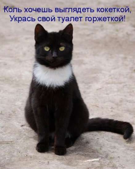 1311327380_1311288865_kotopomatricy-55 (438x550, 22Kb)