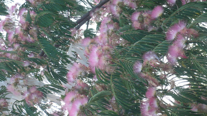 P1100440 (700x393, 134Kb)