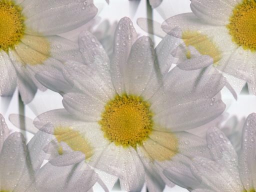 beautifull-flower-512x384-723 (512x384, 34Kb)