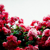 4530896_Bezimeni4 (100x100, 33Kb)