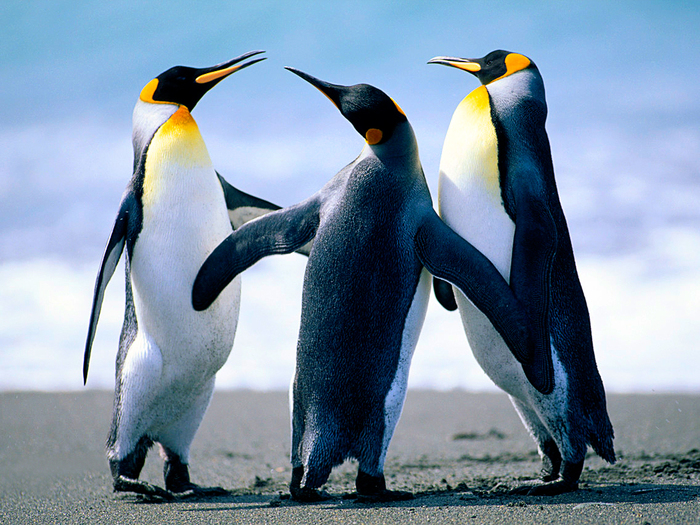 Penguins (700x525, 432Kb)