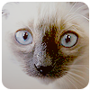 4530896_cat_3 (100x100, 22Kb)