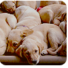 4530896_dog_4 (100x100, 25Kb)