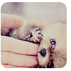 4530896_dog_6 (100x100, 21Kb)