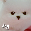 4530896_dog_2 (100x100, 20Kb)