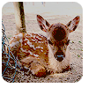 4530896_deer_4 (100x100, 25Kb)