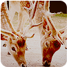 4530896_deer_6 (100x100, 26Kb)