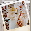 4530896_deer_3 (100x100, 35Kb)