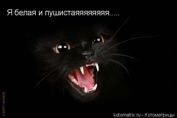 4059800_Black_cat_4_koteiko_ru (600x401, 18Kb)