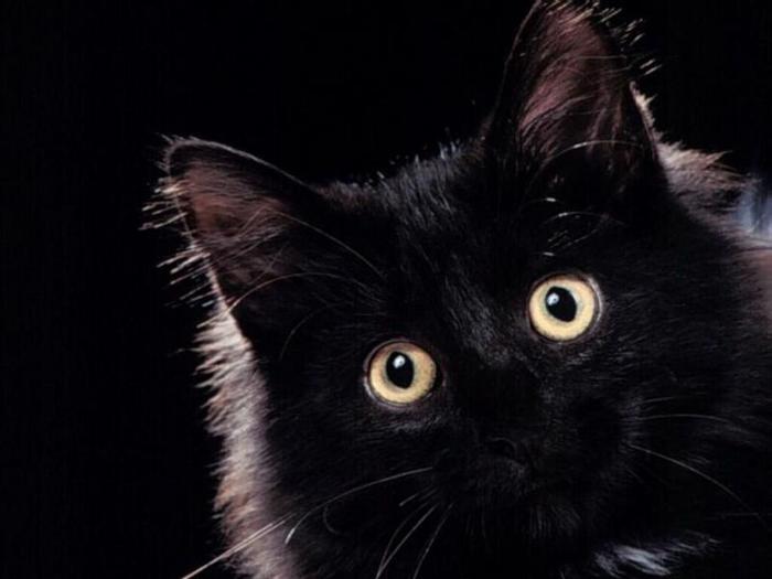 4059800_Black_cat_10_koteiko_ru (700x525, 30Kb)