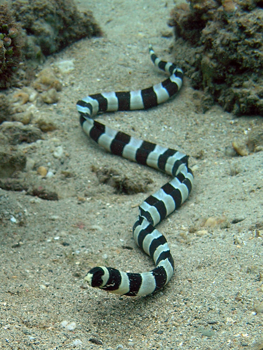 1782350_Banded_snake_eel_Nick_Hobgood (525x700, 213Kb)