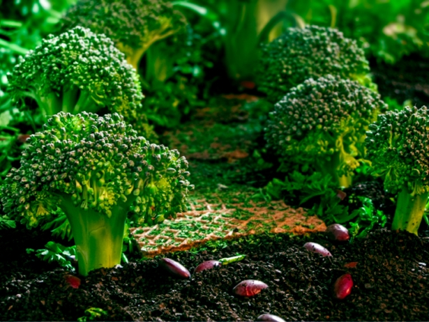 foodscapes-artwork-12 (615x462, 292Kb)