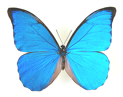 2681762_butterfly_Morpho_anaxibia_Esper_5 (400x316, 132Kb)