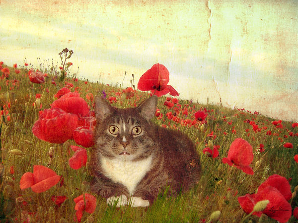 40209534_34455 (600x450, 97Kb)
