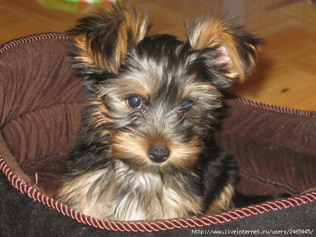 Hund (640x480, 259Kb)