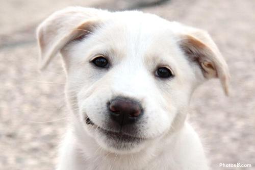 4229746_Smiling_Dog_Face (500x333, 15Kb)