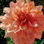  6bb976eb2720 (500x500, 102Kb)