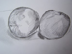  drawing-two-apples-feb-26-pencil (700x525, 109Kb)