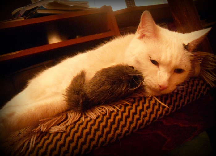 SAM_2139 (700x506, 110Kb)