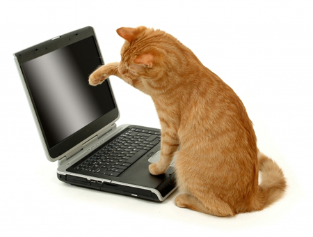 kitty-laptop,-size-1 (450x340, 170Kb)