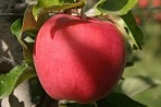 apple (148x98, 8Kb)