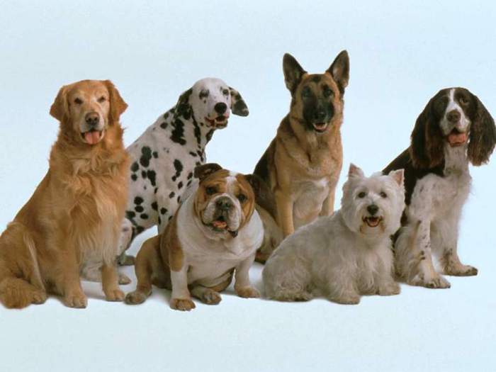 Animals_Dogs (700x525, 30Kb)