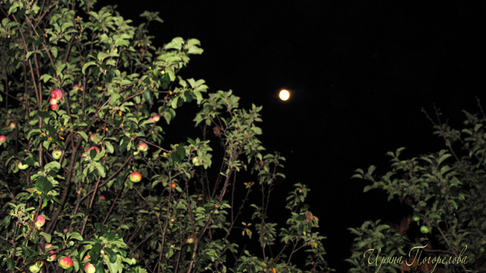 IMG_9213 (700x393, 115Kb)