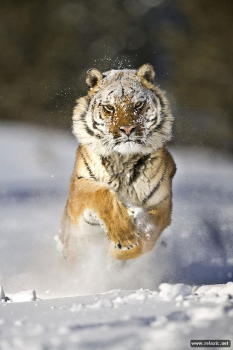 big-cats_002 (466x700, 81Kb)