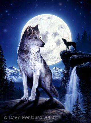 3833204_23142069_Copy_of_wolfl (320x433, 34Kb)