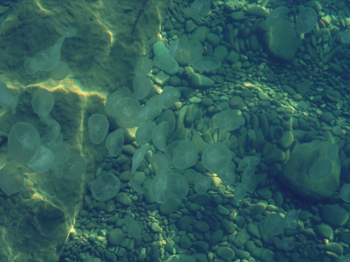 SAM_2845 (700x525, 271Kb)