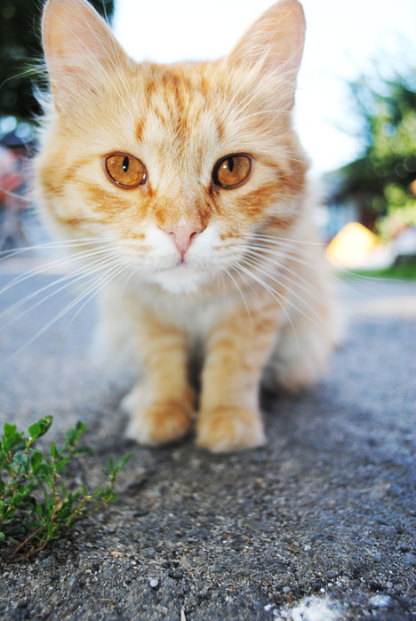 DSC_0953 (468x700, 118Kb)