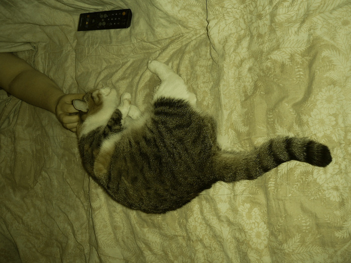 PIC_0071 (700x525, 130Kb)